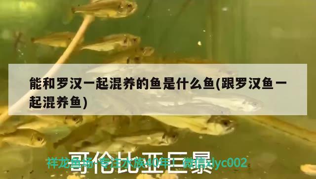 能和羅漢一起混養(yǎng)的魚是什么魚(跟羅漢魚一起混養(yǎng)魚)