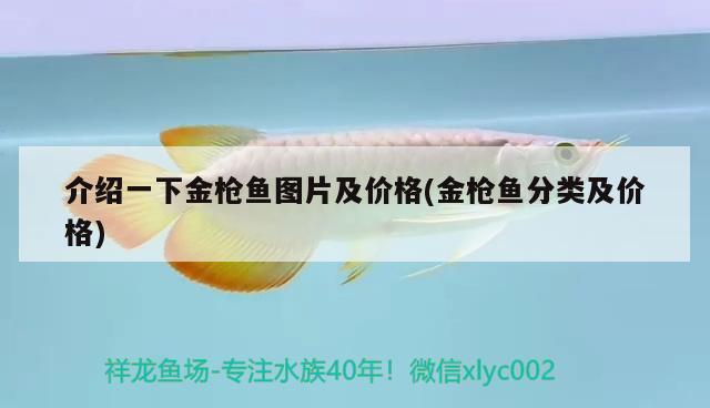 介紹一下金槍魚圖片及價(jià)格(金槍魚分類及價(jià)格) 殺菌消毒設(shè)備