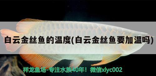 白云金絲魚(yú)的溫度(白云金絲魚(yú)要加溫嗎)