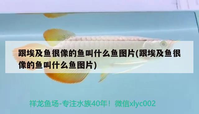 跟埃及魚很像的魚叫什么魚圖片(跟埃及魚很像的魚叫什么魚圖片) 一眉道人魚