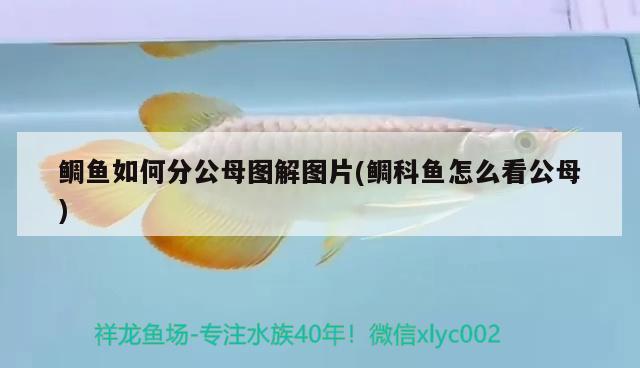 鯛魚如何分公母圖解圖片(鯛科魚怎么看公母) 海水魚（海水魚批發(fā)）