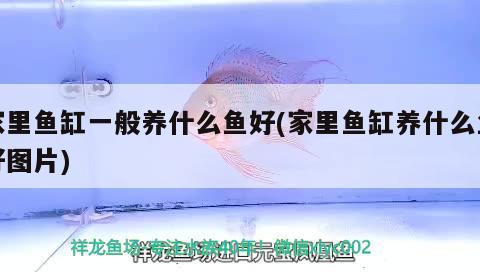 家里魚缸一般養(yǎng)什么魚好(家里魚缸養(yǎng)什么魚好圖片) 龍魚專用燈