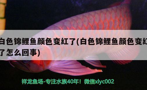 白色錦鯉魚顏色變紅了(白色錦鯉魚顏色變紅了怎么回事) 魚缸水泵