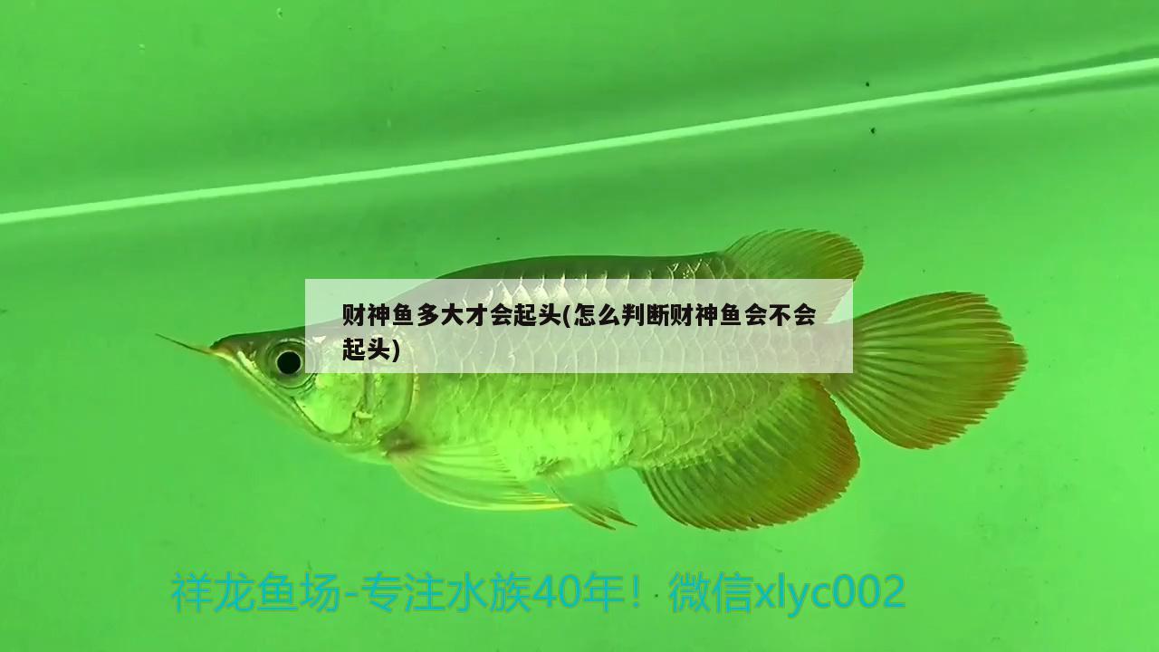 財神魚多大才會起頭(怎么判斷財神魚會不會起頭) 黃金斑馬魚