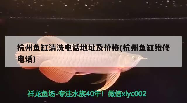 杭州魚缸清洗電話地址及價格(杭州魚缸維修電話) 大嘴鯨魚