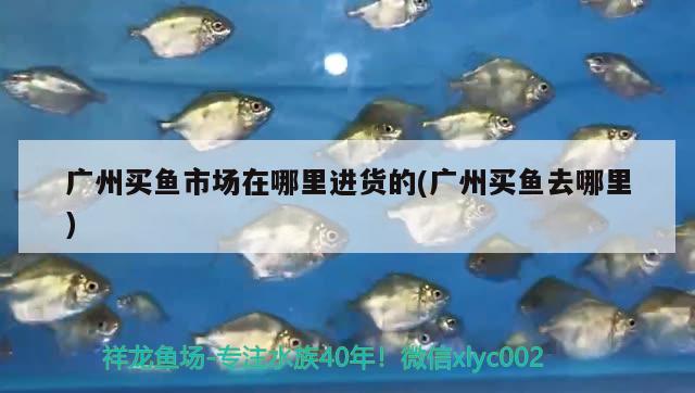 廣州買魚(yú)市場(chǎng)在哪里進(jìn)貨的(廣州買魚(yú)去哪里)