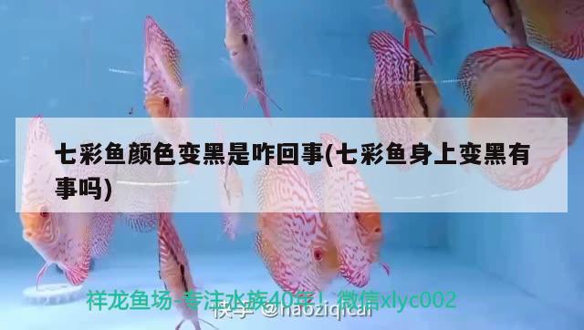 七彩魚顏色變黑是咋回事(七彩魚身上變黑有事嗎) 祥龍水族醫(yī)院