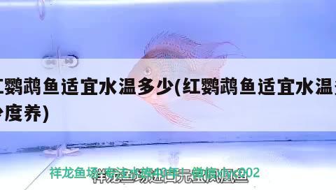 紅鸚鵡魚(yú)適宜水溫多少(紅鸚鵡魚(yú)適宜水溫多少度養(yǎng)) 鸚鵡魚(yú)