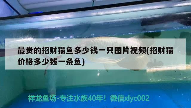 最貴的招財(cái)貓魚多少錢一只圖片視頻(招財(cái)貓價格多少錢一條魚)