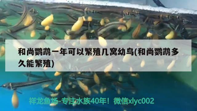 和尚鸚鵡一年可以繁殖幾窩幼鳥(和尚鸚鵡多久能繁殖) 鸚鵡魚