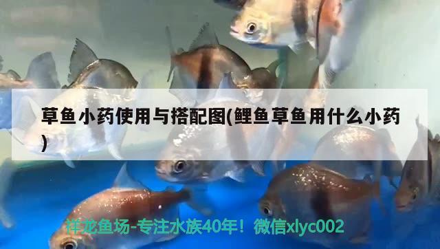 草魚小藥使用與搭配圖(鯉魚草魚用什么小藥) 稀有金龍魚