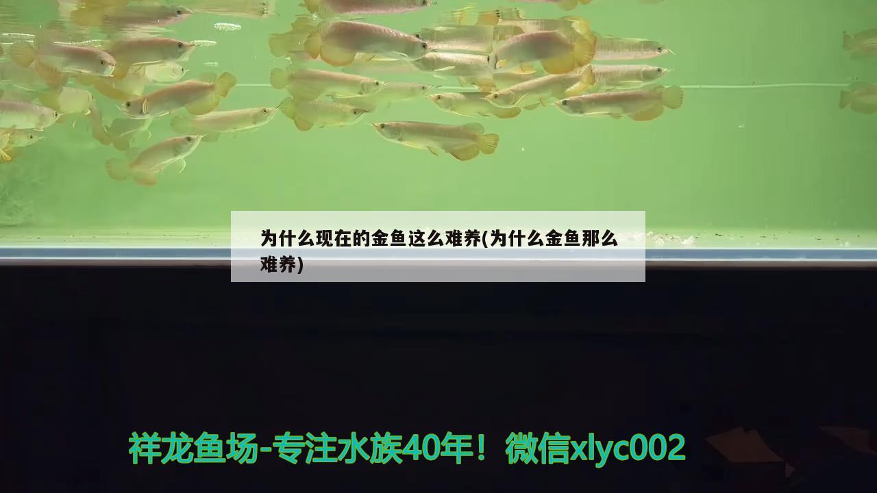 為什么現(xiàn)在的金魚這么難養(yǎng)(為什么金魚那么難養(yǎng))