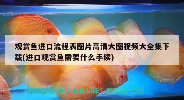 觀賞魚進(jìn)口流程表圖片高清大圖視頻大全集下載(進(jìn)口觀賞魚需要什么手續(xù)) 觀賞魚進(jìn)出口