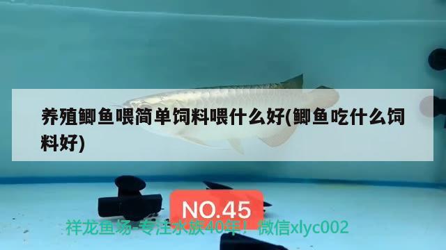 養(yǎng)殖鯽魚(yú)喂簡(jiǎn)單飼料喂什么好(鯽魚(yú)吃什么飼料好) 蝴蝶鯉