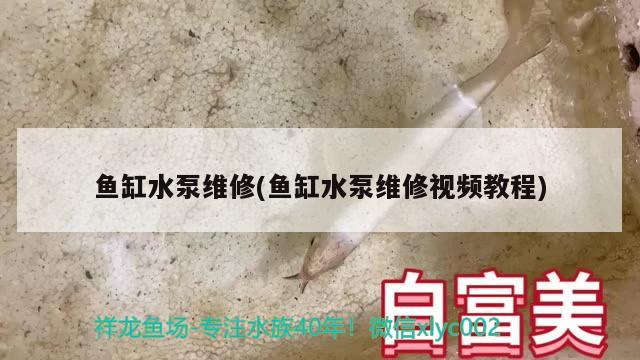 魚缸水泵維修(魚缸水泵維修視頻教程) 魚缸水泵