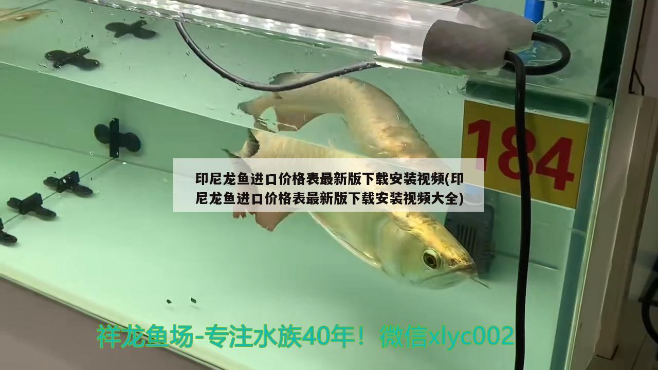 印尼龍魚進(jìn)口價(jià)格表最新版下載安裝視頻(印尼龍魚進(jìn)口價(jià)格表最新版下載安裝視頻大全) 觀賞魚進(jìn)出口