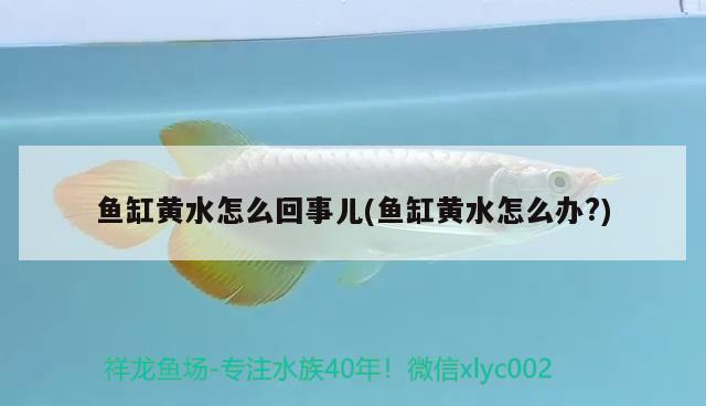 魚缸黃水怎么回事兒(魚缸黃水怎么辦?) 粗線銀版魚