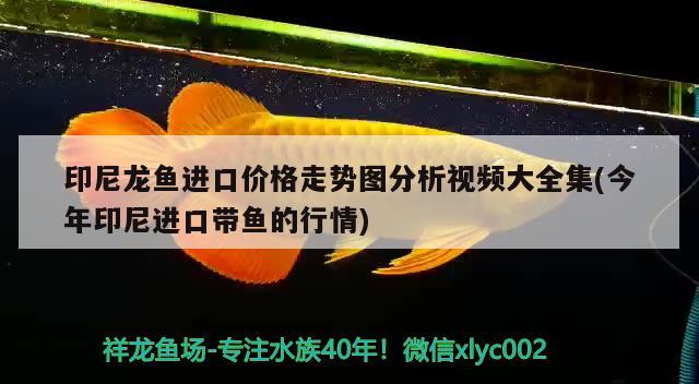 印尼龍魚進口價格走勢圖分析視頻大全集(今年印尼進口帶魚的行情) 觀賞魚進出口