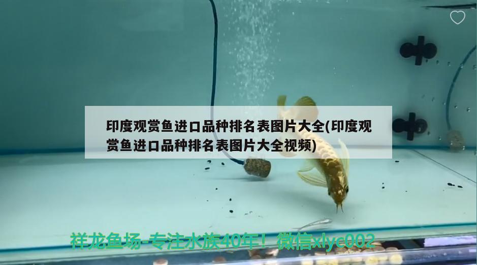 印度觀賞魚進口品種排名表圖片大全(印度觀賞魚進口品種排名表圖片大全視頻)