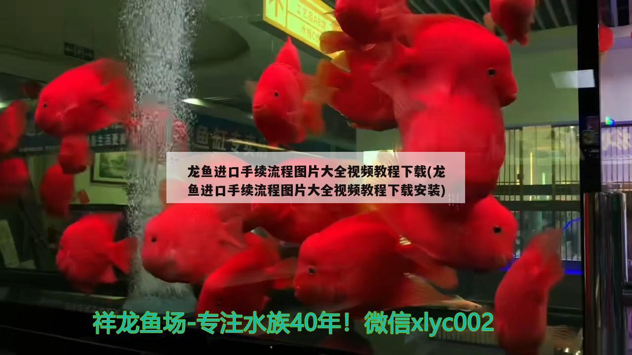 龍魚(yú)進(jìn)口手續(xù)流程圖片大全視頻教程下載(龍魚(yú)進(jìn)口手續(xù)流程圖片大全視頻教程下載安裝) 觀賞魚(yú)進(jìn)出口