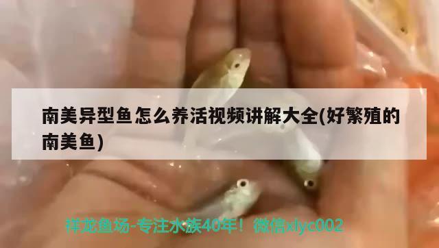 南美異型魚怎么養(yǎng)活視頻講解大全(好繁殖的南美魚) 南美異型魚