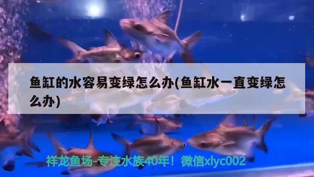 魚缸的水容易變綠怎么辦(魚缸水一直變綠怎么辦) 印尼紅龍魚