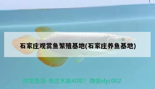 石家莊觀賞魚(yú)繁殖(石家莊養(yǎng)魚(yú)) 觀賞魚(yú)批發(fā)