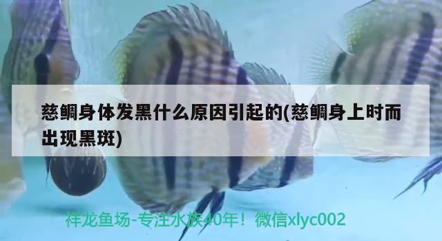 慈鯛身體發(fā)黑什么原因引起的(慈鯛身上時而出現黑斑) 野生地圖魚