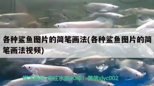 各種鯊魚圖片的簡筆畫法(各種鯊魚圖片的簡筆畫法視頻) 過背金龍魚