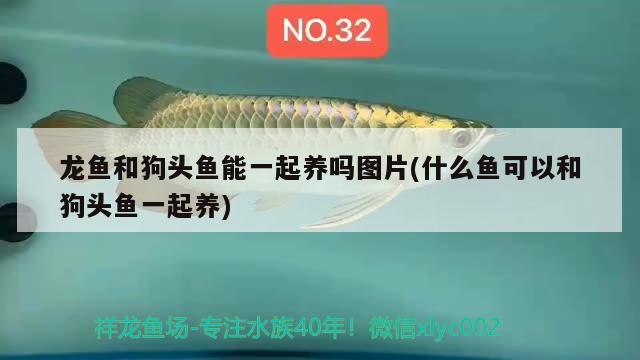 龍魚和狗頭魚能一起養(yǎng)嗎圖片(什么魚可以和狗頭魚一起養(yǎng)) 狗頭魚