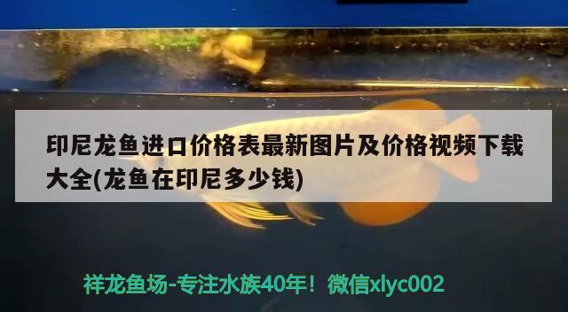 印尼龍魚進口價格表最新圖片及價格視頻下載大全(龍魚在印尼多少錢) 觀賞魚進出口