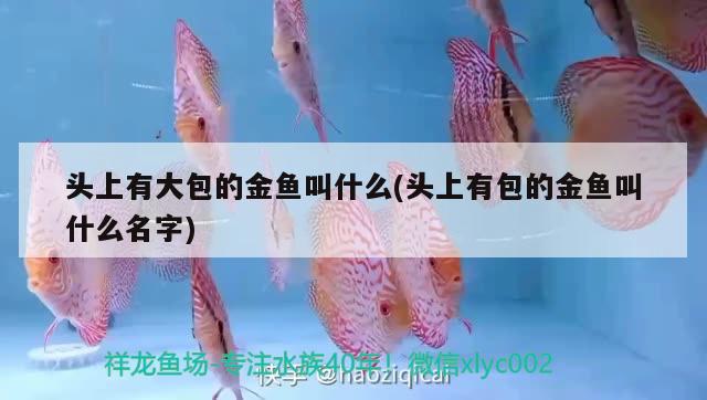 頭上有大包的金魚叫什么(頭上有包的金魚叫什么名字)