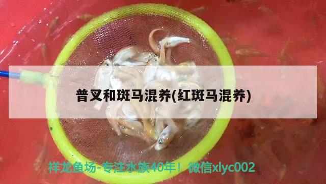 普叉和斑馬混養(yǎng)(紅斑馬混養(yǎng)) 白子金龍魚