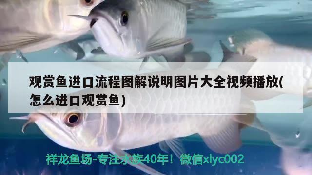 觀賞魚進(jìn)口流程圖解說(shuō)明圖片大全視頻播放(怎么進(jìn)口觀賞魚) 觀賞魚進(jìn)出口