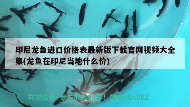 印尼龍魚進口價格表最新版下載官網(wǎng)視頻大全集(龍魚在印尼當?shù)厥裁磧r)