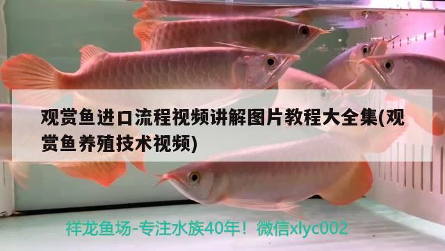 觀賞魚進(jìn)口流程視頻講解圖片教程大全集(觀賞魚養(yǎng)殖技術(shù)視頻) 觀賞魚進(jìn)出口