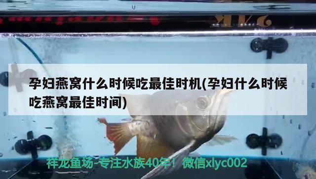 孕婦燕窩什么時候吃最佳時機(孕婦什么時候吃燕窩最佳時間) 馬來西亞燕窩