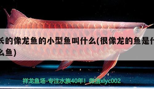 長的像龍魚的小型魚叫什么(很像龍的魚是什么魚)