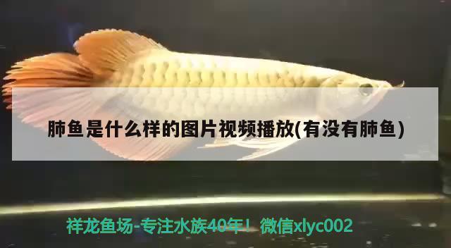 肺魚是什么樣的圖片視頻播放(有沒有肺魚) 肺魚