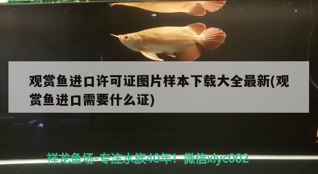 觀賞魚進(jìn)口許可證圖片樣本下載大全最新(觀賞魚進(jìn)口需要什么證) 觀賞魚進(jìn)出口