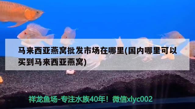 馬來西亞燕窩批發(fā)市場在哪里(國內(nèi)哪里可以買到馬來西亞燕窩) 馬來西亞燕窩