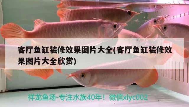 客廳魚缸裝修效果圖片大全(客廳魚缸裝修效果圖片大全欣賞)