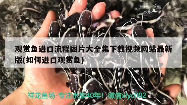 觀賞魚進口流程圖片大全集下載視頻網站最新版(如何進口觀賞魚) 觀賞魚進出口