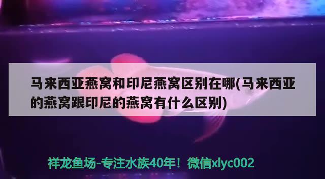 馬來西亞燕窩和印尼燕窩區(qū)別在哪(馬來西亞的燕窩跟印尼的燕窩有什么區(qū)別) 馬來西亞燕窩