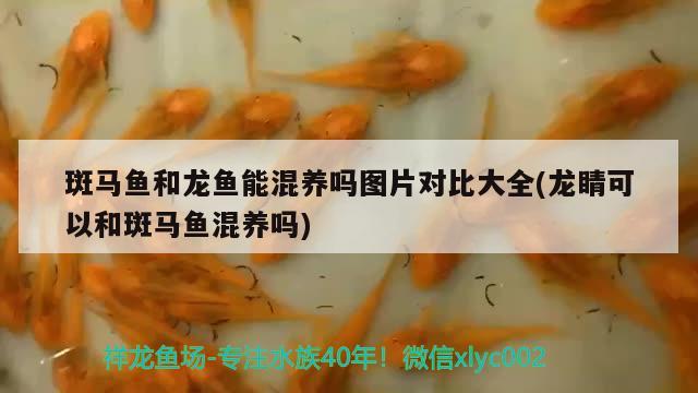 斑馬魚和龍魚能混養(yǎng)嗎圖片對比大全(龍睛可以和斑馬魚混養(yǎng)嗎) 三間鼠魚