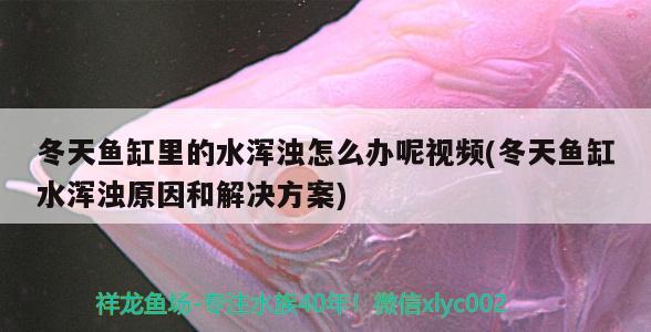 冬天魚缸里的水渾濁怎么辦呢視頻(冬天魚缸水渾濁原因和解決方案) 廣州觀賞魚批發(fā)市場(chǎng)