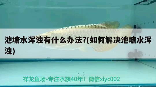 池塘水渾濁有什么辦法？(如何解決池塘水渾濁) 白子銀龍魚苗