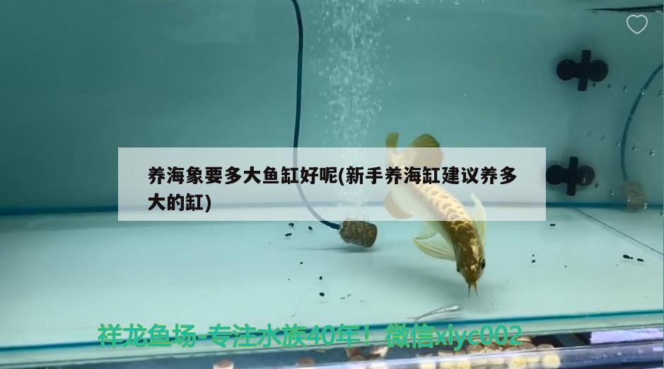 養(yǎng)海象要多大魚(yú)缸好呢(新手養(yǎng)海缸建議養(yǎng)多大的缸)