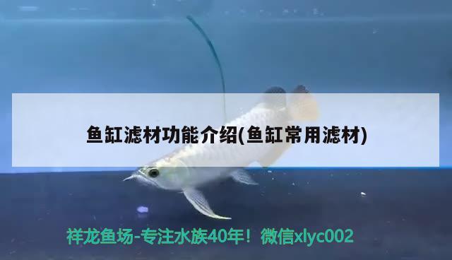 魚缸濾材功能介紹(魚缸常用濾材) 龍魚批發(fā)