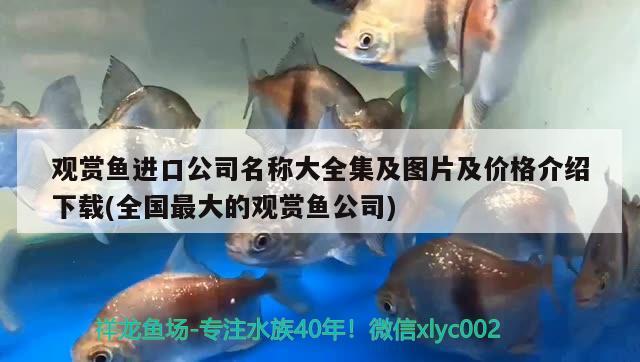 觀賞魚進口公司名稱大全集及圖片及價格介紹下載(全國最大的觀賞魚公司) 觀賞魚進出口